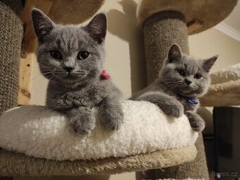 Britské kotě britská koťátka