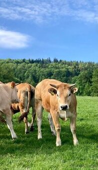 Jalovice masny skot Parthenaise, Blonde d Aquitane