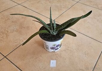 Sukulenty Gasteria