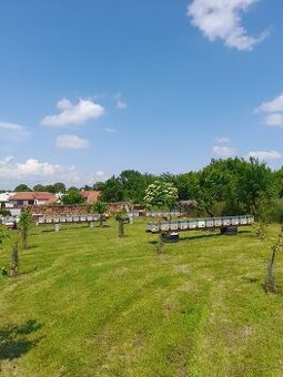 Včelí oddělky - 1