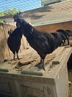 Kohouti Ayam Cermani