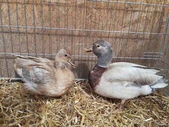 Prodám chovné páry zakrslé kachny