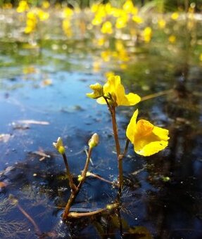 Utricularia australis, masožravá rostlina do jezírka