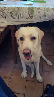 Labrador na krytí