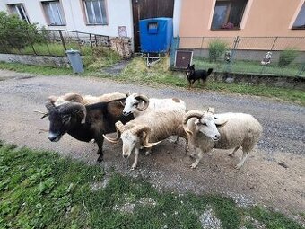 Berani na prodej