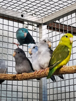 Papoušíček šedokřídlý 2025