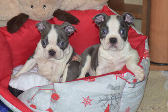 bostonský teriér  s PP  - modrý+lilac pejsek,  modrá holčiča