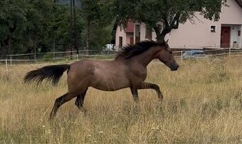 Prodáme 1,5 letou klisnu Českého teplokrevníka, ČT