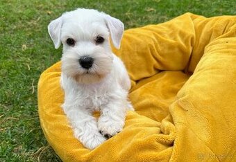 CHS Švarcava - Knírač malý bílý s PP