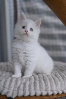 Mainská mývalí - maine coon - MCO - modrooká kočička