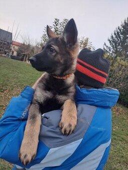 Německý ovčák - štěňata