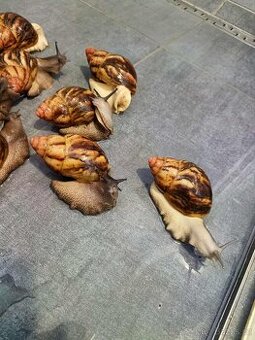 Šnek africky - Archachatina