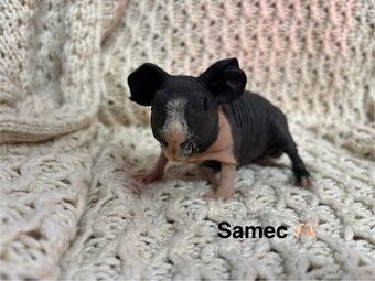 Skinny morčátka, samečci