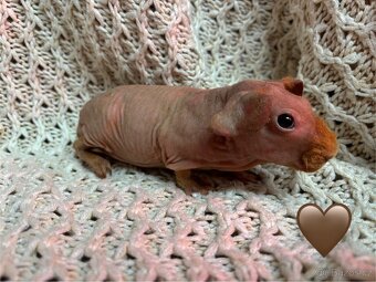 Skinny morčátka, samečci - 1