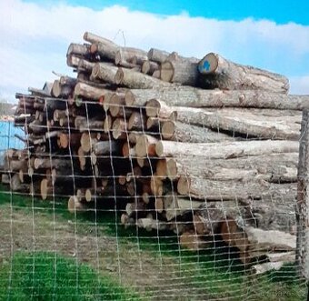 Palivové dříví tvrdé