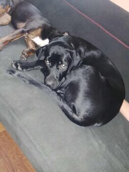 Rotvajler 5 měsíční