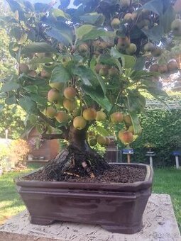 Bonsai,bonsaj Jablon