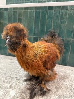 Hedvabnicka USA kohoutek