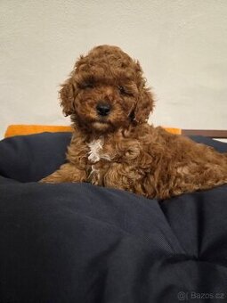 Pudl trpaslici pejsek