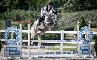 sedmiletá klisna Zangersheide