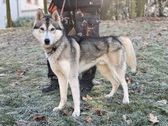V útulku Jimlín u Loun , Hasky