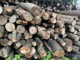 Akce, palivové dřevo dříví