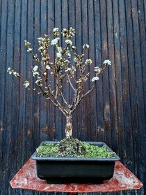 Bonsai, Bonsaj - Sakura, Prunus tomentosa 2 - 1