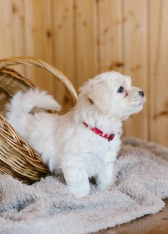Havanský psík - Bichon Havanais