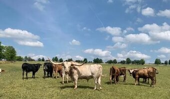Texaský longhorn