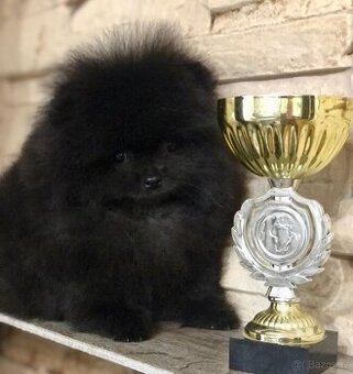 pomeraniany - 1