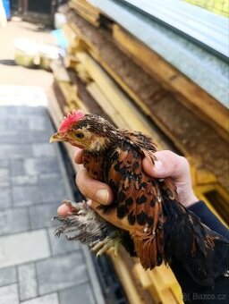 Zakrslá rousná slepice - prodám kohoutky, odběr ve Vsetíně