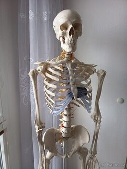 Kostra lidské anatomie - 1