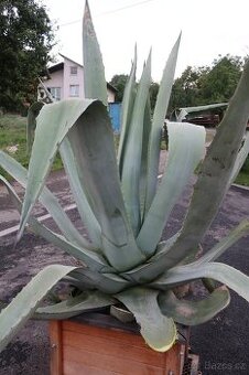 kaktus agave americka