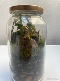 Bioaktivní rostlinná terária ve sklenicích