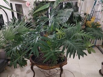Filodendron