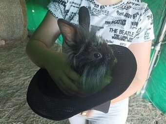 Zakrslí králíčci - samice