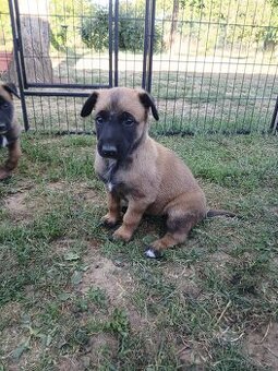 Belgický ovčák Malinois -štěňata KNPV