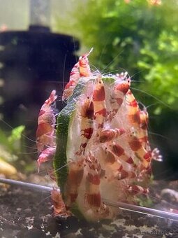 Krevety caridina