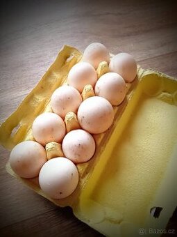 Kachní vejce