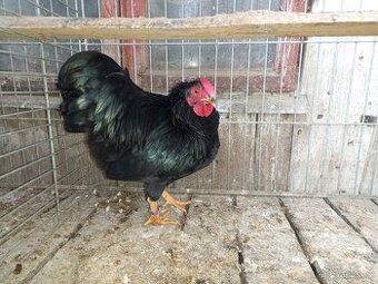 Zdrobnělá wyandotka černá.