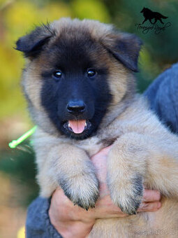 Belgický ovčák Tervueren - štěňátka s PP - kluci