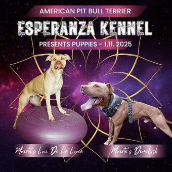 Americký pitbull teriér štěňata s PP