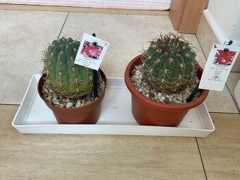 Kaktusy XXL Gymnocalycium