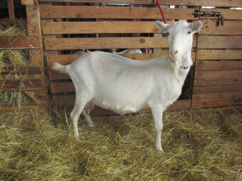 Prodám tříletou bílou kozu, připuštěná