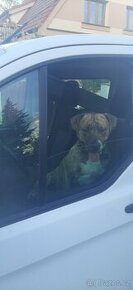 krytí Americký stafordšírský teriér