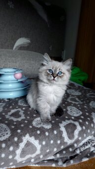 něvská maškaráda