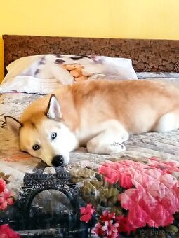 Zlato bílý Sibiřský Husky ke krytí