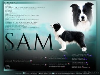 Border kolie s PP, pes ke krytí