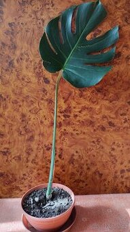 Zakořeněný řízek monstery královské