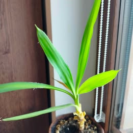 Prodám rostlinu Juka obrovská (Yuka, Yucca Elephantipes)